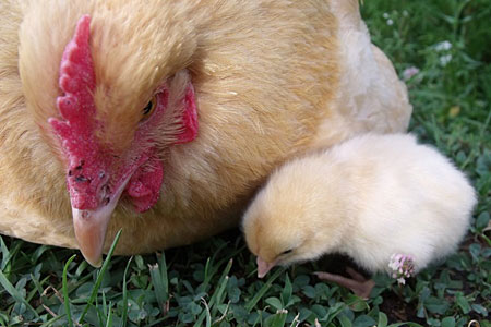 Orpington chicken breed