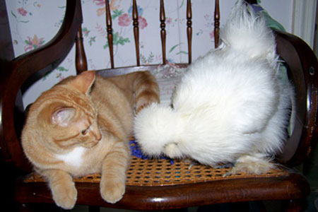 Silkie chicken breed